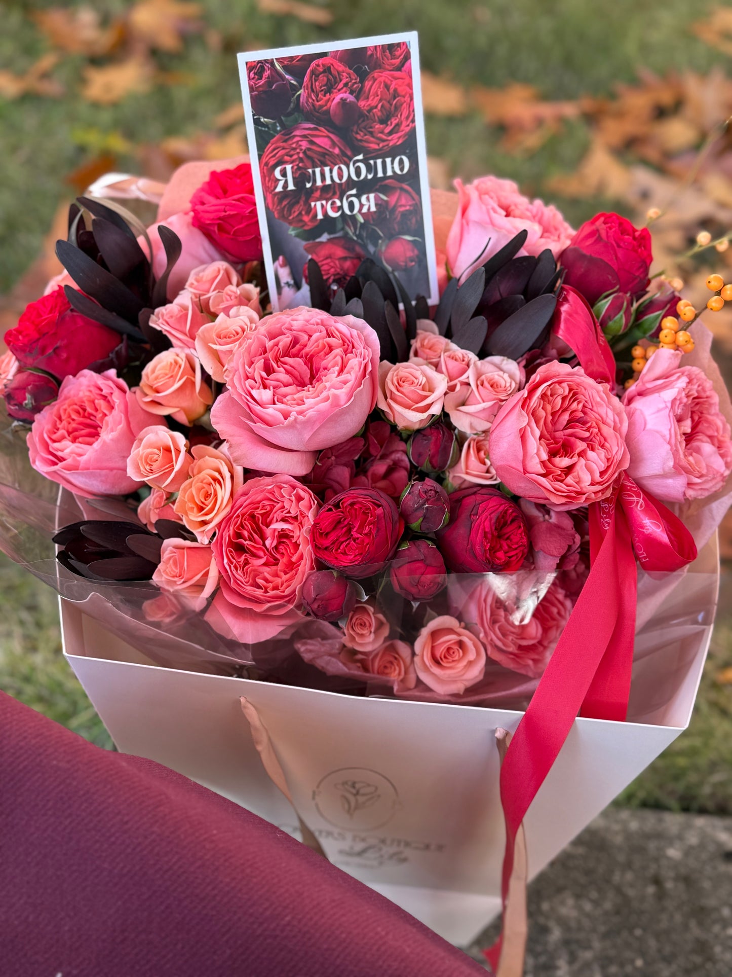 Garden red piano roses, pink expression garden roses "Medium Size"